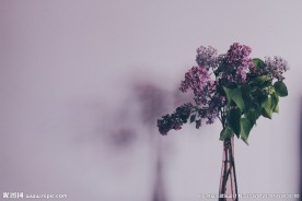 丁香花