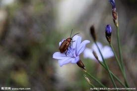 丁香花
