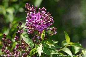 丁香花