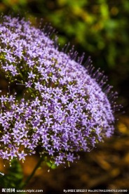 丁香花