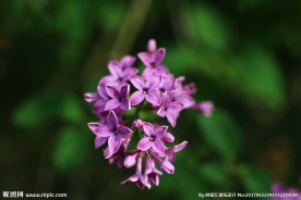 丁香花