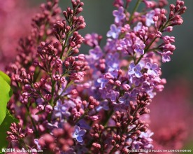 丁香花