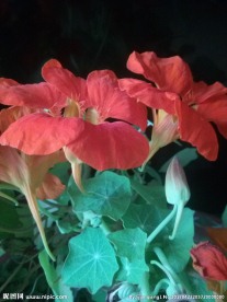 旱荷花