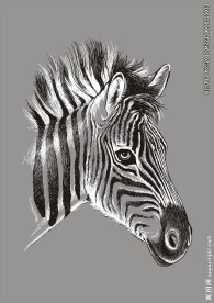 动物矢量图下载斑马T恤素材下载