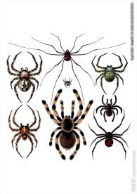 蜘蛛矢量图下载蜘蛛素材下载