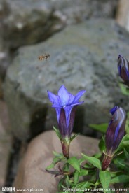 龙胆花