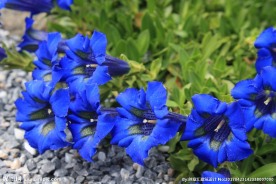 龙胆花