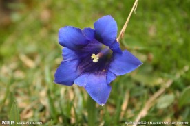 龙胆花