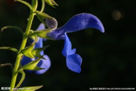 龙胆花