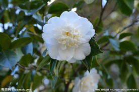 山茶花