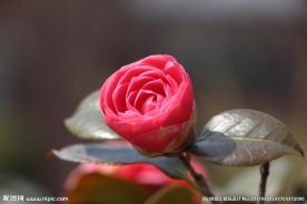 红色山茶花