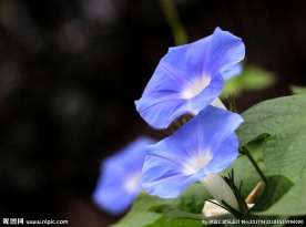 牵牛花