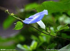 牵牛花