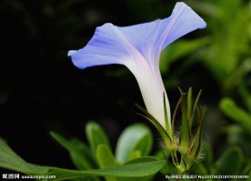 牵牛花