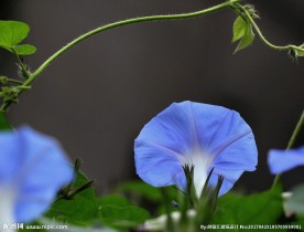 牵牛花