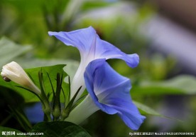 牵牛花