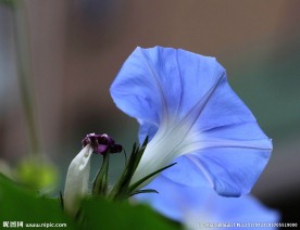 牵牛花