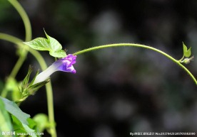 牵牛花