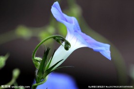 牵牛花