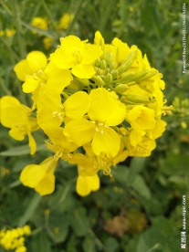 油菜花  花