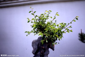 盆栽花木
