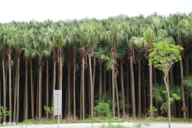葵树