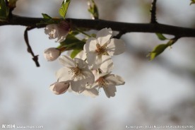 白樱花