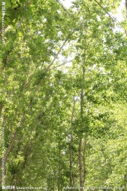 杨树