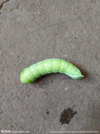 青虫子 豆虫