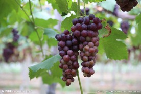 葡萄
