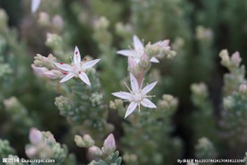 高清多肉植物花剑