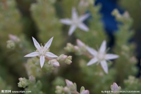 高清多肉花剑 花卉特写
