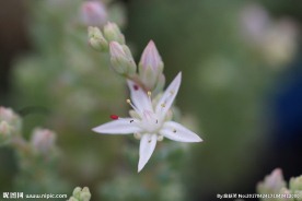 高清多肉花剑 花卉