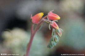 高清多肉花剑 电脑桌面