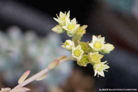 高清多肉花剑 花束