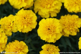 黄色绿植花卉图片素材