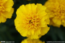 黄色花坛装饰花卉