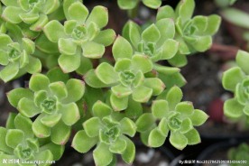 高清绿色多肉植物