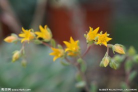 高清多肉花箭 花卉特写