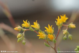 多肉植物花箭 花卉