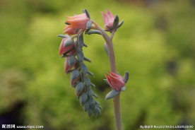 高清多肉花箭特写
