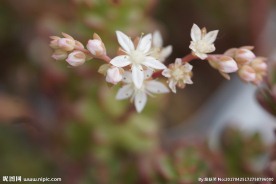 多肉植物 蒂亚花剑