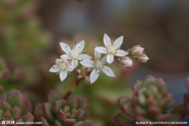 高清多肉植物蒂亚花箭
