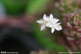 高清多肉花箭 电脑桌面背景
