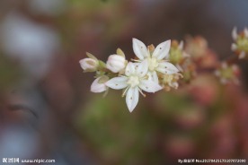高清多肉花箭 电脑桌面素材