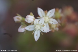 五角星多肉花箭 高清电脑桌面