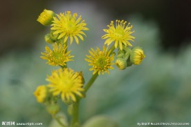 高清山地玫瑰花箭桌面背景