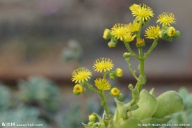 多肉山地玫瑰花卉
