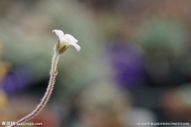 高清多肉花箭特写
