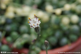 多肉植物花箭 桌面背景